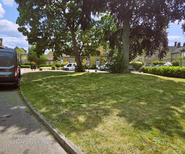 Grass care around mature trees