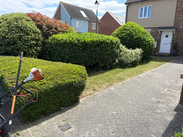 Shaped hedges and shrub care