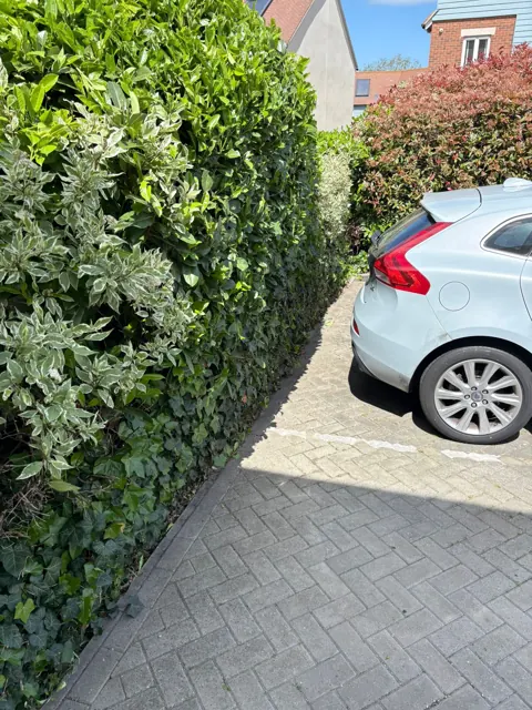 Trimmed hedge along a parking space
