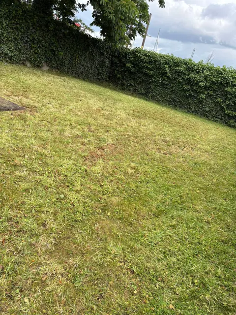 Mown lawn and boundary planting