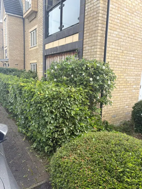 Shrubs beside a residential entrance