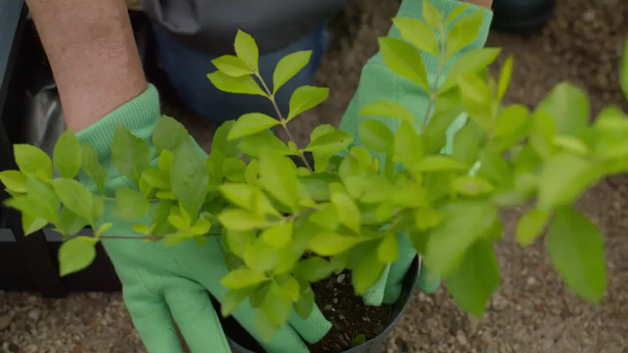 Close-up planting and attention to green spaces.